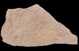 Cretaceous Fossil Ginkgo Leaf Plate - Russia #72430-1